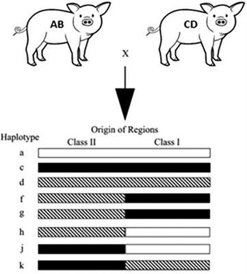 Development of a large animal orthotopic intestinal transplantation model with long-term survival for study of immunologic outcomes